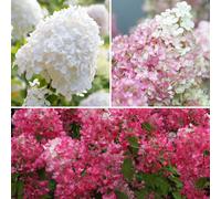 YouGarden Hydrangea paniculata Collection 3 x 9cm