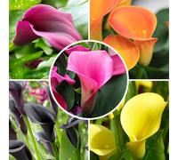 YouGarden Colorful Calla Lily Collection x10 Bulbs