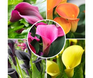 YouGarden Colorful Calla Lily Collection x10 Bulbs