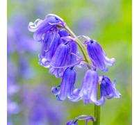 Yougarden Common English Bluebells, 20 X Bulbs Size 6/7, Fragrant Violet Blue Spring Flowering Shade Naturalising Woodland Pollina