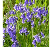 Yougarden Common English Bluebells, 40 X Bulbs Size 6/7