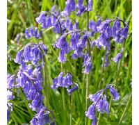 YouGarden Common English Bluebells, 40 x Bulbs Size 6/7 | Fragrant Violet Blue Spring Flowering Shade Naturalising Woodland Pollinator Plants