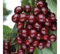 Yougarden Compact Sweet Cherry 'porthos', Established 50Cm Tall Bush, Supplied In A 3L Pot, Ideal For Small Gardens & Patios