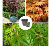 Yougarden Complete Patio Acer Collection, 3 X Established Plants In 10.5Cm Pots, With Decorative Containers And Acer Feed, Garden