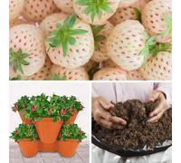 YouGarden Complete Strawberry 'Pineberry' Patio Collection, Set of 12 Runners, 3 x Stackable Planters, and 20L Professional Compost, Ready to Plant, Sweet Summer Fruit