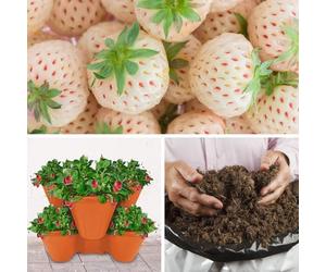 YouGarden Complete Strawberry 'Pineberry' Patio Collection, Set of 12 Runners, 3 x Stackable Planters, and 20L Professional Compost, Ready to Plant, Sweet Summer Fruit