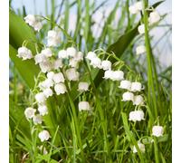 YouGarden Convallaria Lily of the Valley Pips x 20