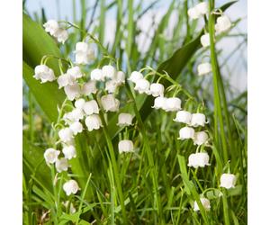 YouGarden Convallaria Lily of the Valley Pips x 20
