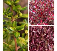 Yougarden Coprosma Collection, Evergreen Shrubs, 3 X Established 9Cm Pots, Colourful Patio Foliage