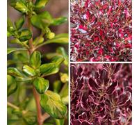 YouGarden Coprosma Collection, Evergreen Shrubs, 3 x Established 9cm Pots, Colourful Patio Foliage