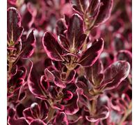 YouGarden Coprosma Eclipse, Established Flowering Shrub in 9cm Pot, Ready to Plant
