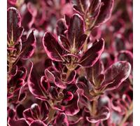 YouGarden Coprosma Eclipse, Established Flowering Shrub in 9cm Pot, Ready to Plant