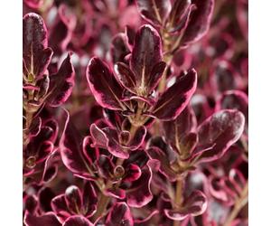 YouGarden Coprosma Eclipse, Established Flowering Shrub in 9cm Pot, Ready to Plant