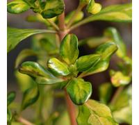Yougarden Coprosma 'lemon And Lime' Evergreen Shrub, 9Cm Pot, Colourful Looking Glass Patio Plant