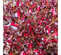 Yougarden Coprosma 'northern Lights', 3 X Evergreen Shrubs In 9Cm Pots, Red Variegated Patio Foliage Plants