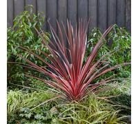 Yougarden Cordyline Australis 17Cm 40-60Cm