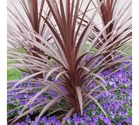 Yougarden Cordyline Australis Red Star In A 17Cm Pot 60-70Cm Tall