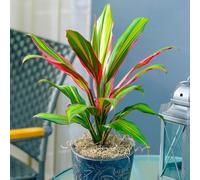 YouGarden Cordyline 'Kiwi', Established Houseplant in 12cm Pot, Approximately 35-40cm Tall, Ready to Plant and Display