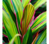 YouGarden Cordyline 'Kiwi' in a 12cm pot