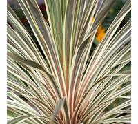 Yougarden Cordyline Torbay Dazzler In A 2L Pot