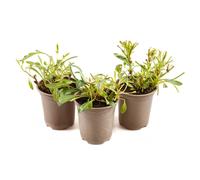 YouGarden Coreopsis Early Sunrise 9cm pots x3