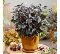 YouGarden Cornus 'Nightfall', Established Shrub in 9cm Pot, Year-Round Colour, Hardy Garden Displays