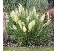 Yougarden Cortaderia 'tiny Pampa' Pampas Grass, 2 X Compact Established Plants In 2 Litre Pots, Evergreen Foliage, Silvery Plumes