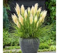 Yougarden Cortaderia 'tiny Pampa' Pampas Grass, Compact Established Plant In 2 Litre Pot, Evergreen Foliage, Silvery Plumes, Ready
