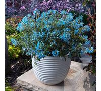 Yougarden Corydalis 'blue Heron' Pack Of 3 Garden Ready Plug Plants
