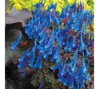 YouGarden Corydalis Blue Heron plug plants x 6