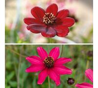 YouGarden Cosmos 'Chocolate' Plug Plant Collection x6