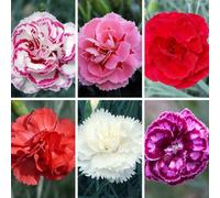 YouGarden Cottage Garden Devon Pinks Collection, Set of 12 Plug Plants, Fragrant Summer Colour