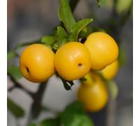 YouGarden Crab Apple 'Golden Hornet' Standard, Established Plant in 18cm Pot, 80-100cm Tall, Ready to Plant, Autumn Crops of Golden Yellow Cooking Apples