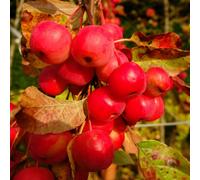 Yougarden Crab Apple 'red Sentinel' Standard Patio Fruit Tree In A 3L Pot 90Cm Tall - Potted Ready To Plant Out Apples Fruit Trees For Garde