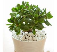 YouGarden Crassula Ovata in 12cm Pot