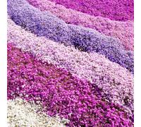 YouGarden Creeping Phlox Plug Plant Collection x 24