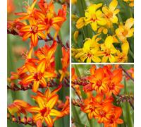 YouGarden Crocosmia Firestars Bulb Collection, 15 x Hardy Perennial Plants, For Fiery Summer Colour