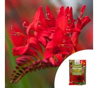 YouGarden Crocosmia 'Lucifer' in 9cm pots x3 & 100g Fertiliser