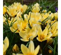 YouGarden Crocus 'Cream Beauty' Bulbs, 30 Pack, Hardy Fragrant Spring Flowers, Ready To Plant