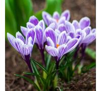 YouGarden Crocus 'King of the Striped', 25 x Bulbs, Size 8/9, Purple Pollinator Spring Flowers