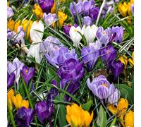 YouGarden Crocus 'Large Flowered Mixed', 60 x Bulbs for Autumn Planting and Spring Flowers, For Pots and Borders in the Garden
