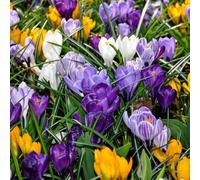 Yougarden Crocus 'large Flowered Mixed', 60 X Bulbs For Autumn Planting And Spring Flowers, For Pots And Borders In The Garden