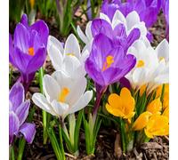 Yougarden Crocus Species Mixed, 60 X Bulbs, Spring Flowering Bulbs For Planting Now Uk