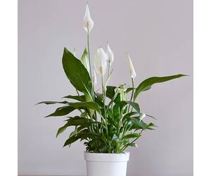 YouGarden 'Cupido' Peace Lily Plant, Highly Renowned Air Purifying Indoor Plants for Homes and Office, Easy to Grow Houseplant, 1 x Potted Plant Supplied in 9cm Pot