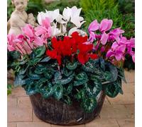 Yougarden Cyclamen Mix, 6 X Established Plants In 10.5Cm Pots