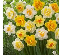 Yougarden Daffodil Double Classic Mix, 30 X Bulbs, Size 12/14