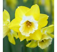 Yougarden Daffodil 'hunter Sunrise', 12 X Bulbs, Yellow Ivory Fragrant, Spring Garden Flowers, Ready To Plant