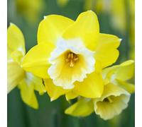 YouGarden Daffodil 'Hunter Sunrise', 24 x Bulbs