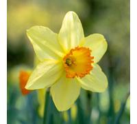 Yougarden Daffodil 'red Devon', 15 X Bulbs, Size 12/14, Scented Yellow Orange Spring Flowers