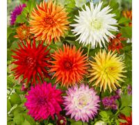 YouGarden Dahlia cactus Mixed tubers x10